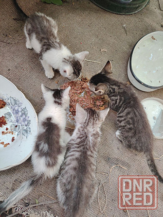 Отдам котят Донецк - изображение 4