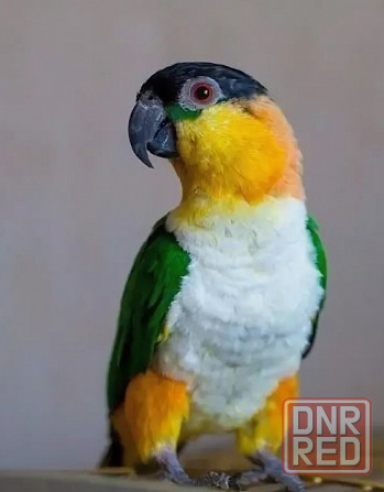 Попугай Каик, самец, обмен на самку Донецк - изображение 1