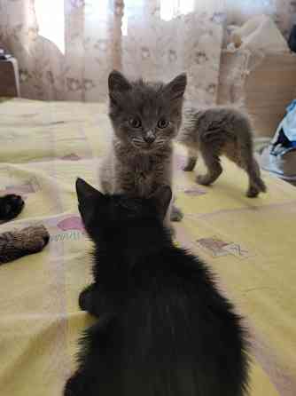 Котята в добрые руки! Донецк