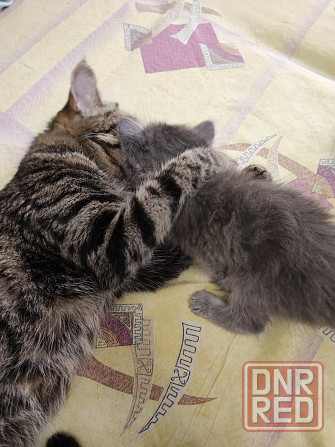 Котята в добрые руки! Донецк - изображение 5