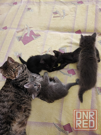 Котята в добрые руки! Донецк - изображение 2