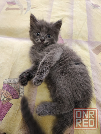 Котята в добрые руки! Донецк - изображение 3