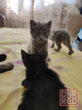 Котята в добрые руки! Донецк - изображение 4
