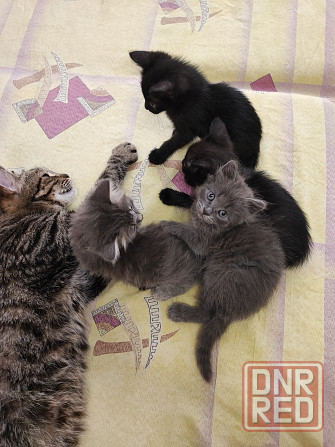 Котята в добрые руки! Донецк - изображение 1
