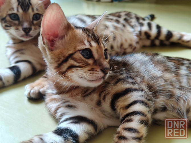 Срочно продам бенгальского котенка Донецк - изображение 7