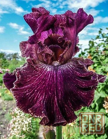 Ирисы сортовые Донецк - изображение 6
