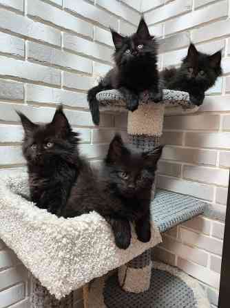 Кошки Донецк