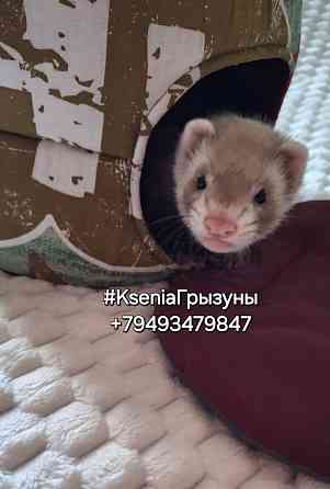 Хорьки самые красивые окрасы Донецк