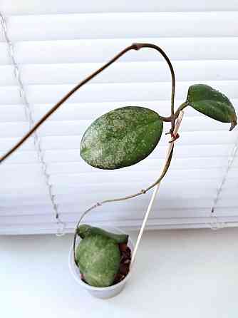 Хойя Hoya Vitellina Splash Макеевка