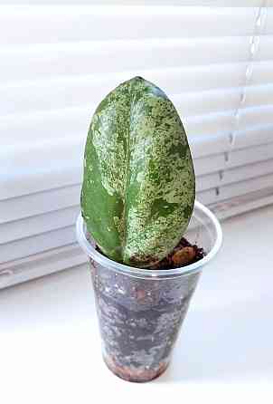 Хойя Hoya Vitellina Splash Макеевка