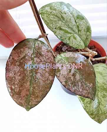 Хойя Hoya Vitellina Splash Макеевка