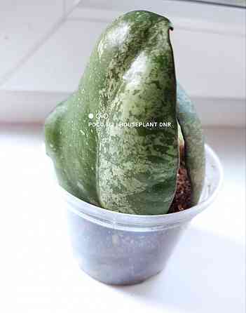 Хойя Hoya Vitellina Splash Макеевка