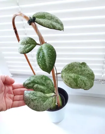 Хойя Hoya Vitellina Splash Макеевка