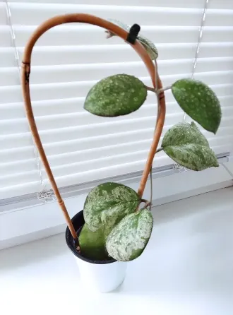 Хойя Hoya Vitellina Splash Макеевка