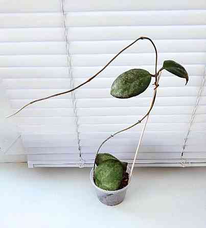 Хойя Hoya Vitellina Splash Макеевка