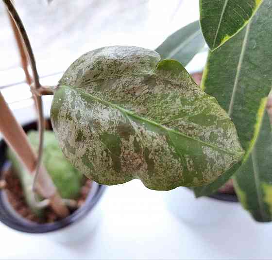 Хойя Hoya Vitellina Splash Макеевка