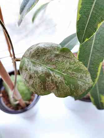 Хойя Hoya Vitellina Splash Макеевка