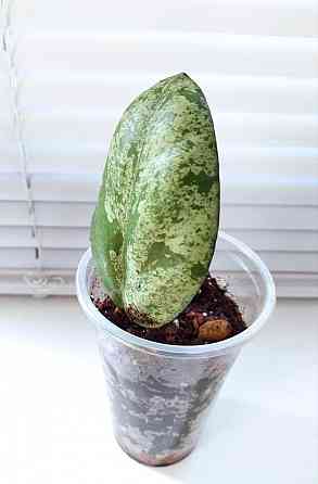 Хойя Hoya Vitellina Splash Макеевка