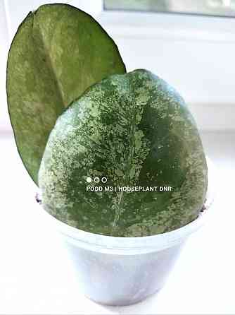 Хойя Hoya Vitellina Splash Макеевка