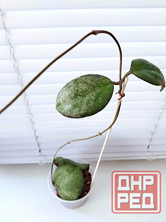 Хойя Hoya Vitellina Splash Макеевка - изображение 3