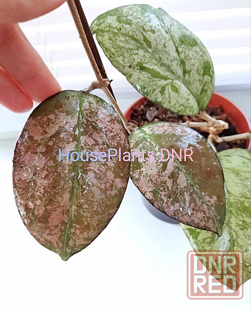 Хойя Hoya Vitellina Splash Макеевка - изображение 1