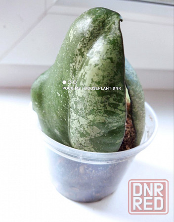 Хойя Hoya Vitellina Splash Макеевка - изображение 2