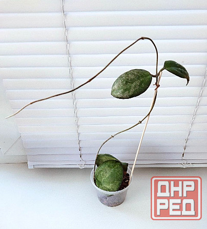 Хойя Hoya Vitellina Splash Макеевка - изображение 2