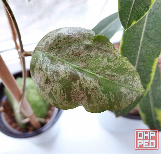 Хойя Hoya Vitellina Splash Макеевка - изображение 5