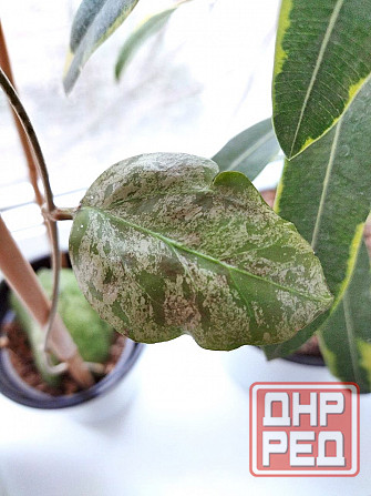 Хойя Hoya Vitellina Splash Макеевка - изображение 4