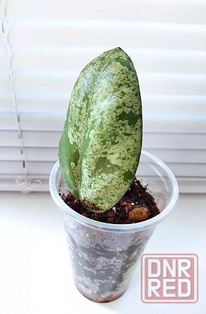 Хойя Hoya Vitellina Splash Макеевка - изображение 4