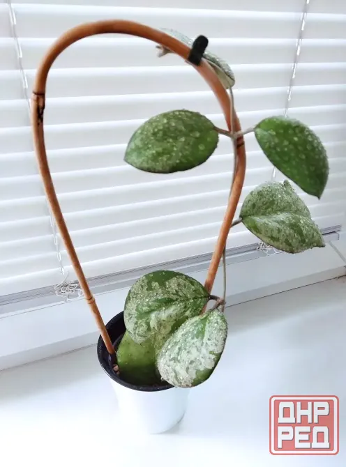 Хойя Hoya Vitellina Splash Макеевка - изображение 5