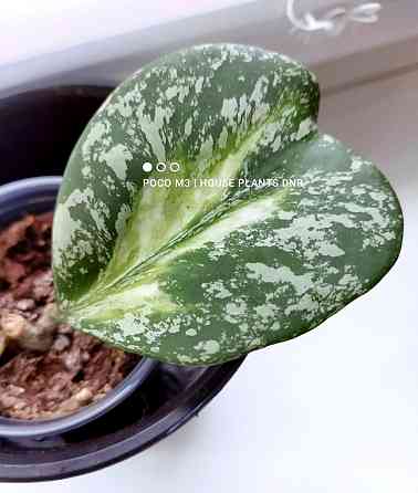 Хойя Hoya Obovata variegata Splash Макеевка