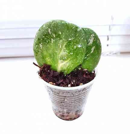 Хойя Hoya Obovata variegata Splash Макеевка