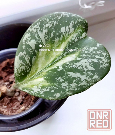 Хойя Hoya Obovata variegata Splash Макеевка - изображение 1