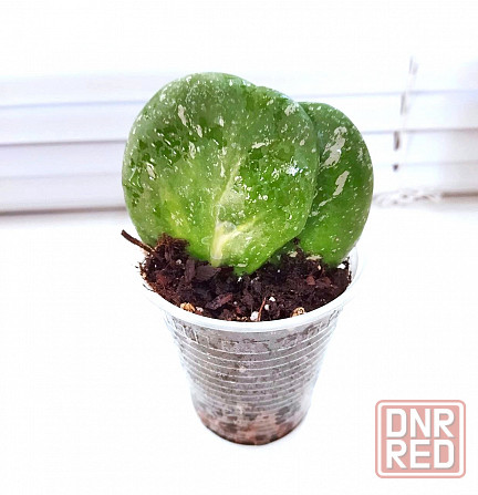 Хойя Hoya Obovata variegata Splash Макеевка - изображение 2