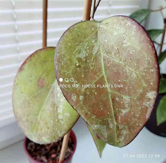 Хойя Hoya Fusco Marginata Splash Макеевка