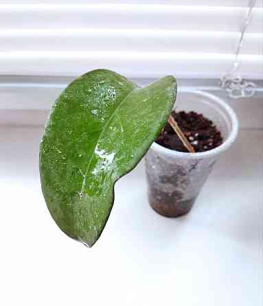 Хойя Hoya Fusco Marginata Splash Макеевка