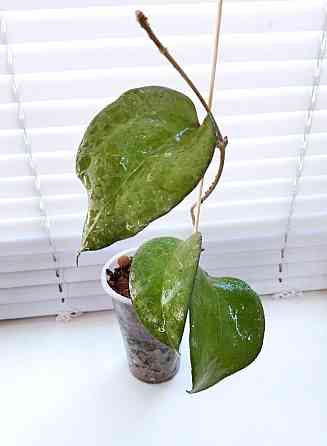 Хойя Hoya Fusco Marginata Splash Макеевка
