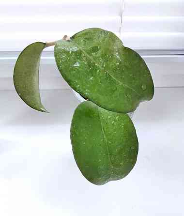 Хойя Hoya Fusco Marginata Splash Макеевка