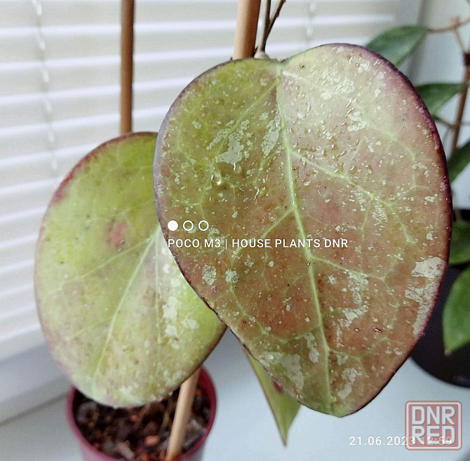 Хойя Hoya Fusco Marginata Splash Макеевка - изображение 1