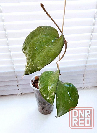 Хойя Hoya Fusco Marginata Splash Макеевка - изображение 2