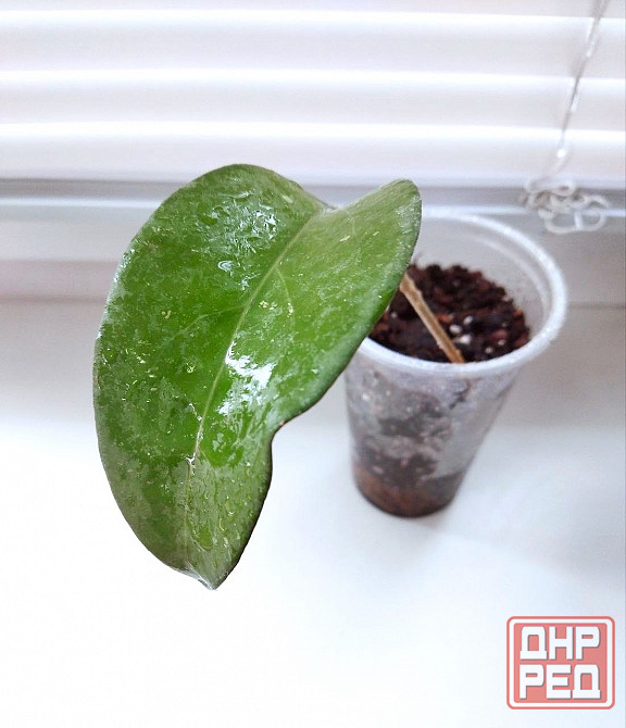 Хойя Hoya Fusco Marginata Splash Макеевка - изображение 2