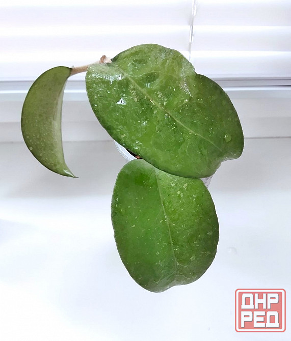 Хойя Hoya Fusco Marginata Splash Макеевка - изображение 3