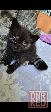 Отдам бесплатно котят девочку и мальчика Шотланской Вислоухой Кошки Донецк - изображение 2