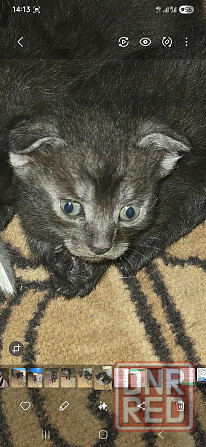 Отдам бесплатно котят девочку и мальчика Шотланской Вислоухой Кошки Донецк - изображение 1