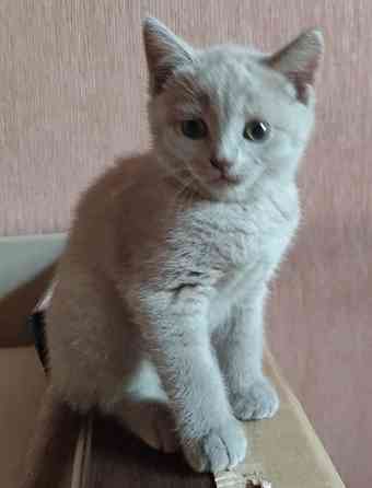 Продам шотландских котят Донецк