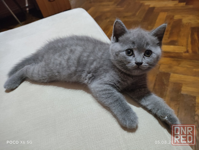 Продам шотландских котят Донецк - изображение 1