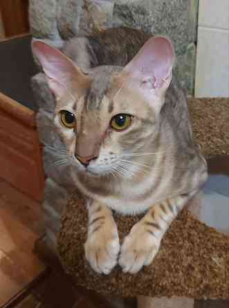 Кошка бенгал с ориенталом Мариуполь