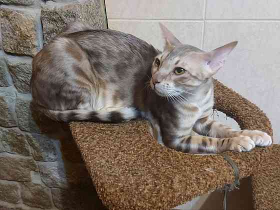 Кошка бенгал с ориенталом Мариуполь