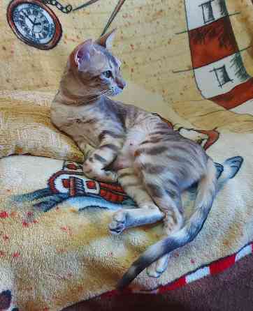 Кошка бенгал с ориенталом Мариуполь